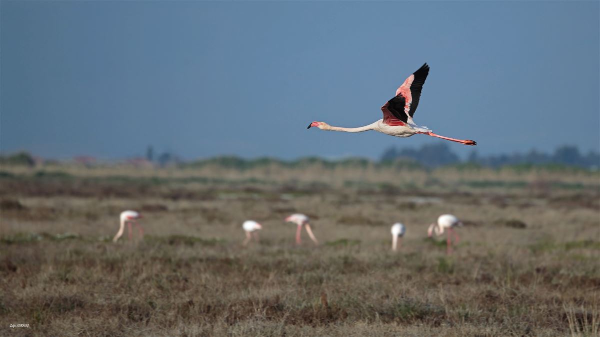 Flamingo