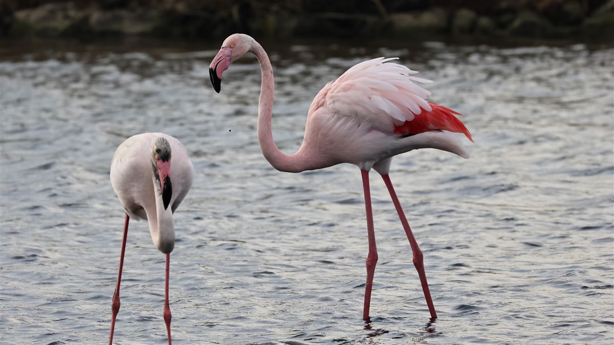Flamingo