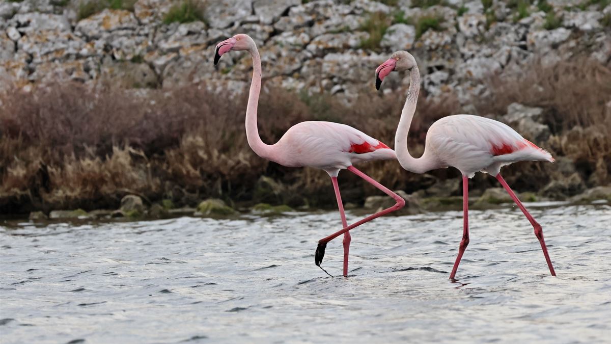 Flamingo