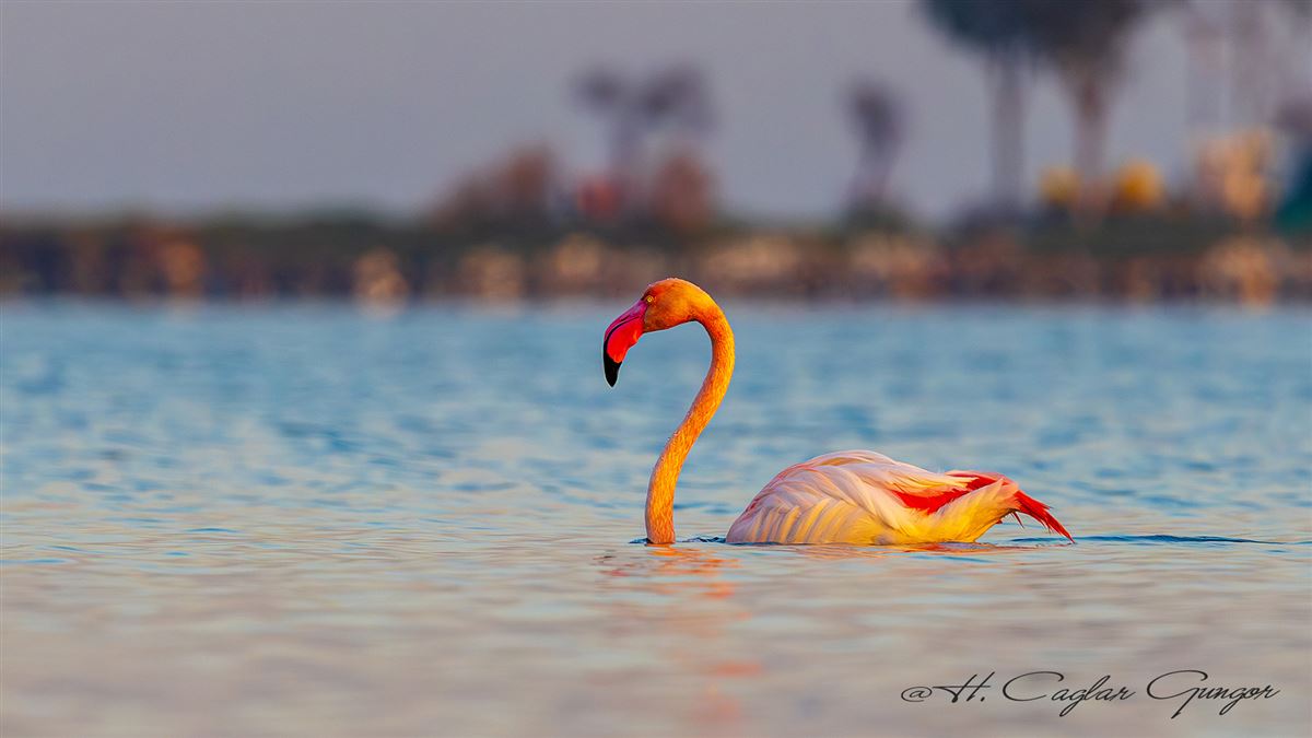 Flamingo