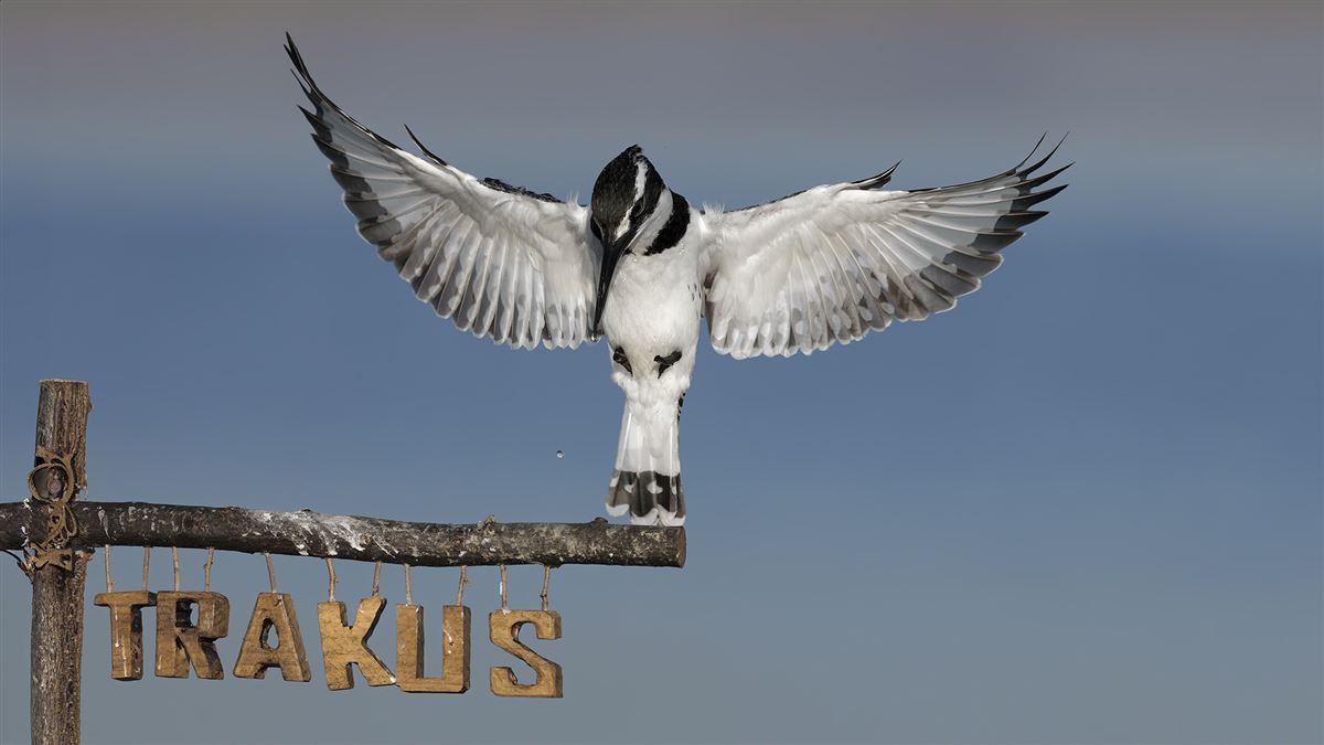 Alaca Yalıçapkını