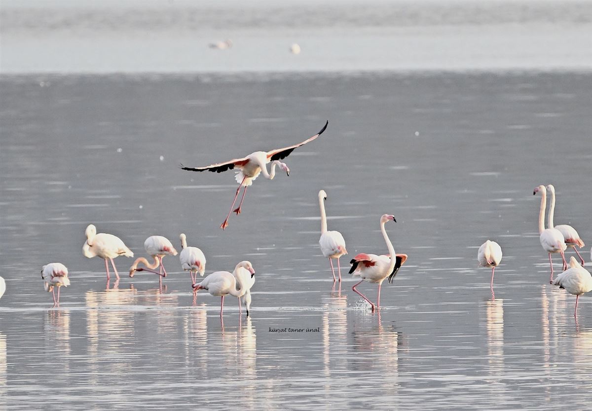 Flamingo