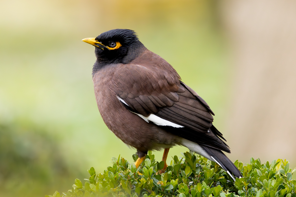 Çiğdeci