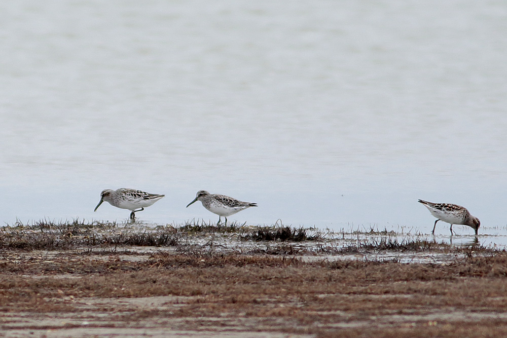 Broad-billed Sandpiper