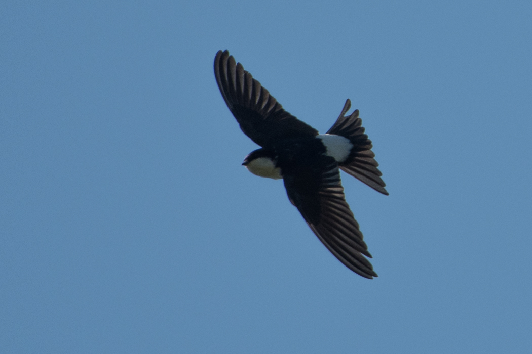 Western House Martin