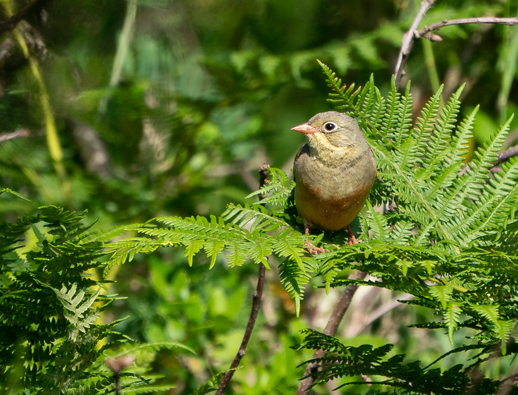 Ortolan Bunting