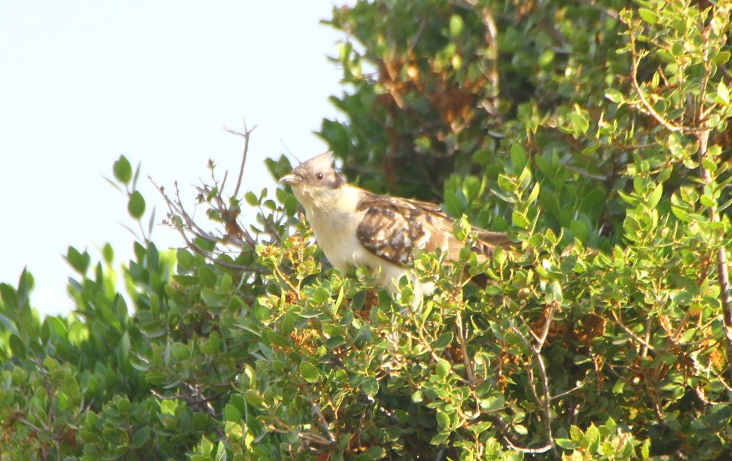 Great Spotted Cuckoo