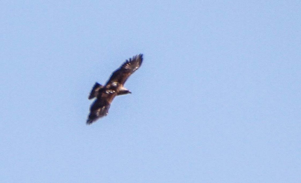 Eastern Imperial Eagle