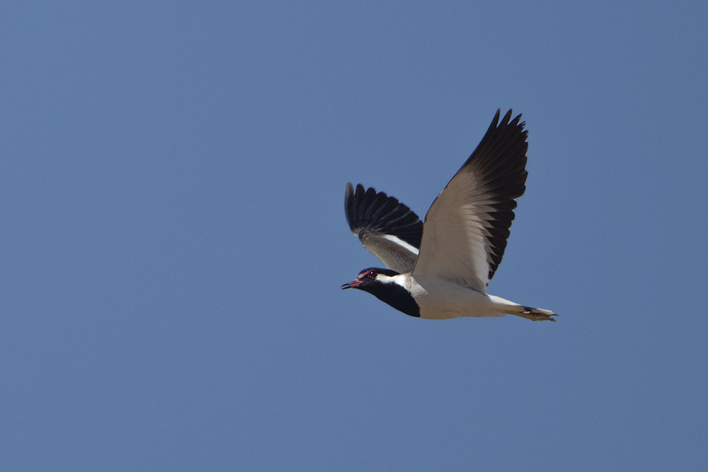 Red-wattled Lapwing