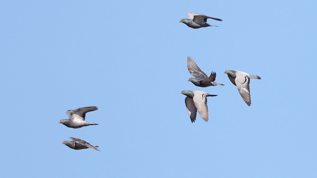 Rock Dove