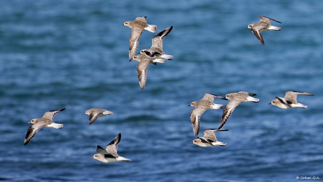 Red Knot