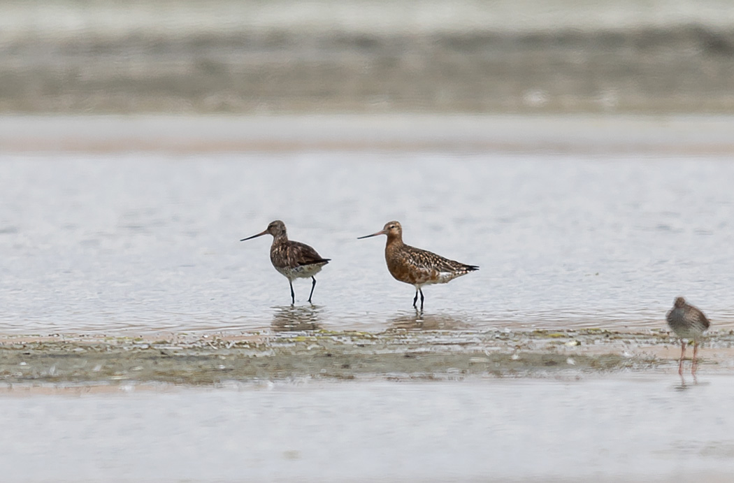 Bar-tailed Godwit