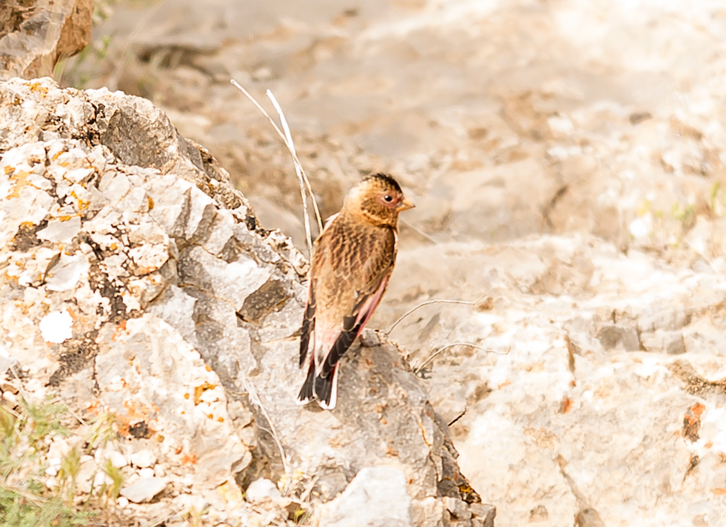 Eurasian Crimson-winged Finch