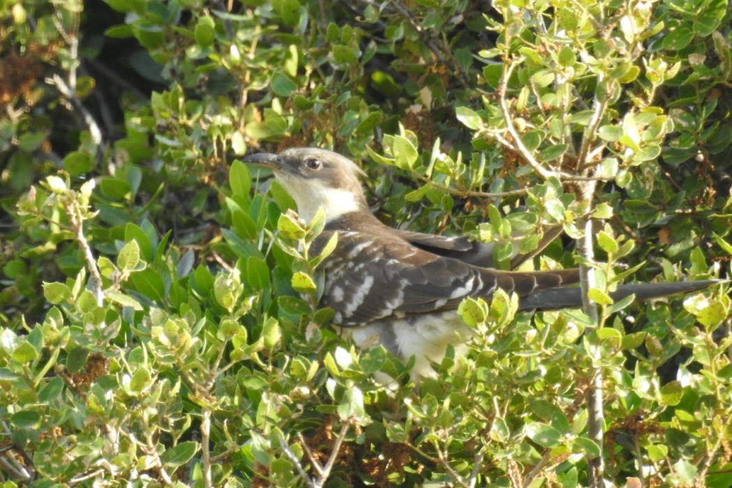 Great Spotted Cuckoo