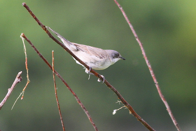 Eastern Orphean Warbler