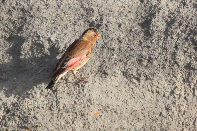 Eurasian Crimson-winged Finch