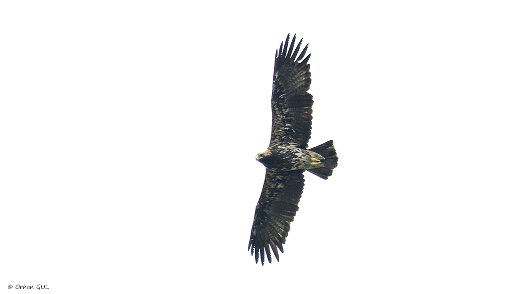 Eastern Imperial Eagle