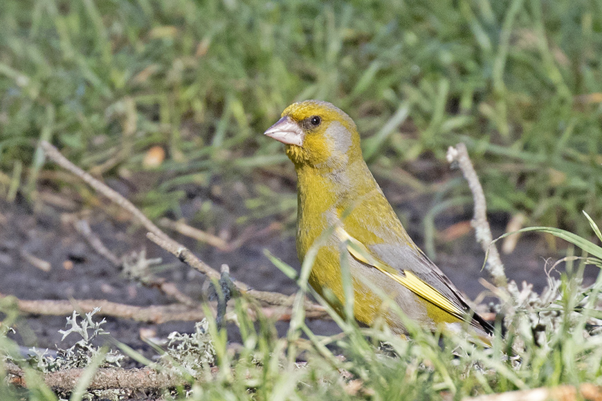 European Greenfinch
