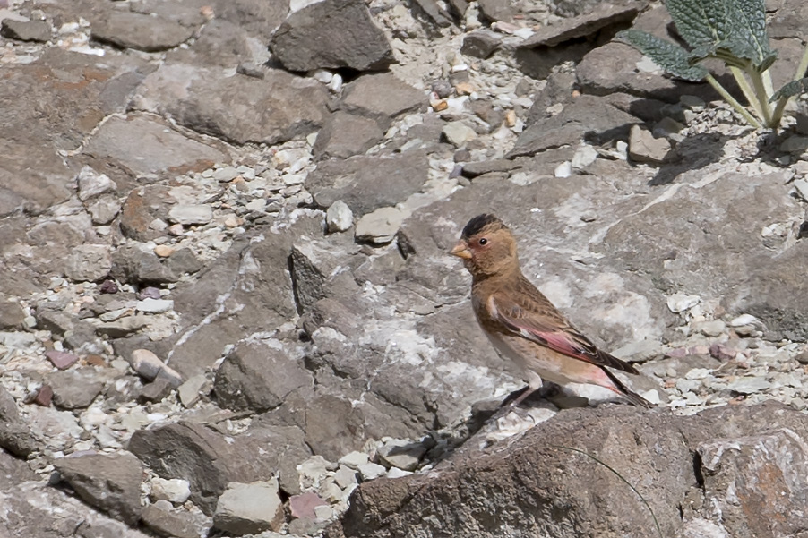 Eurasian Crimson-winged Finch