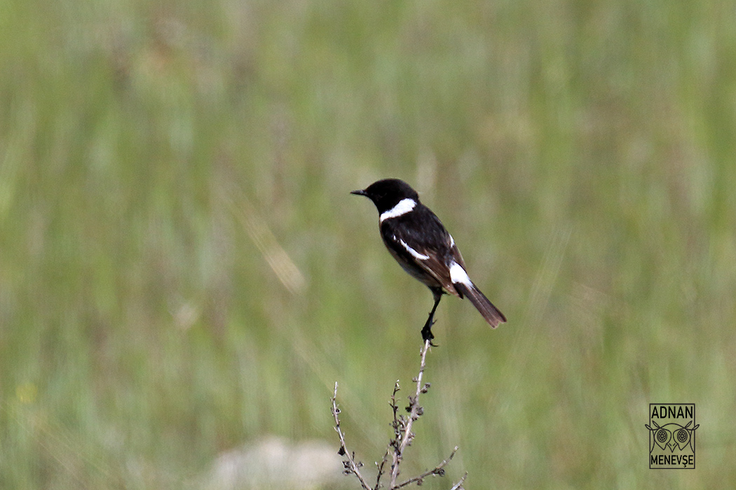 Siberian Stonechat