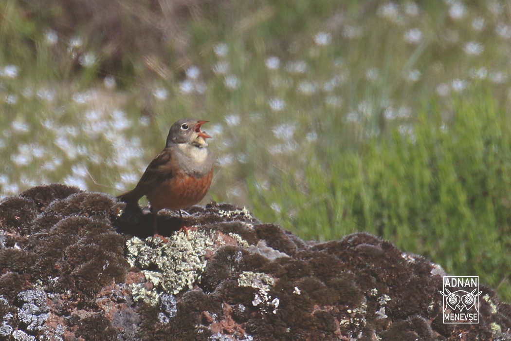 Ortolan Bunting