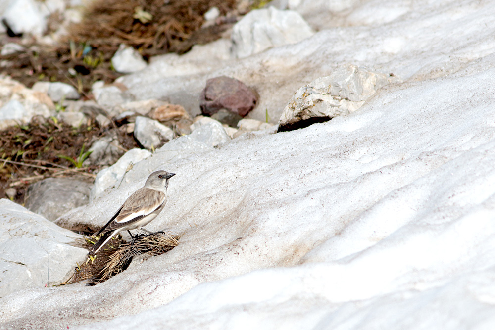 White-winged Snowfinch