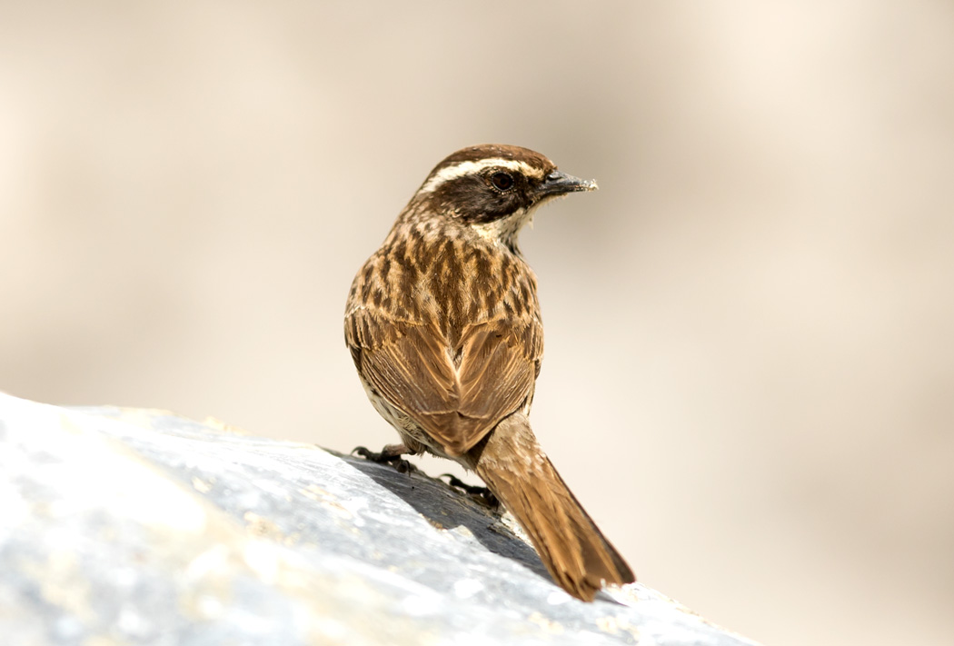 Radde`s Accentor
