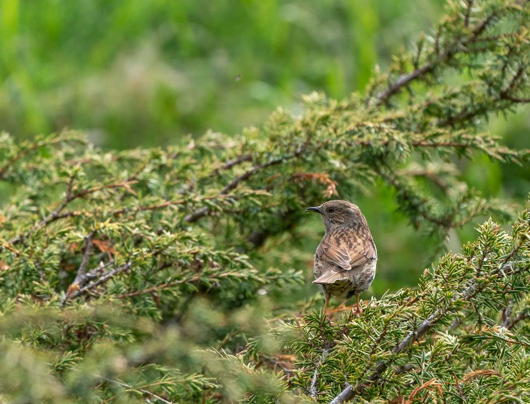 Dunnock