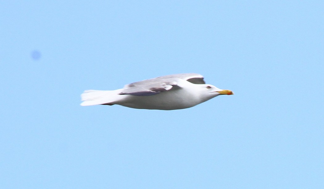 Yellow-legged Gull