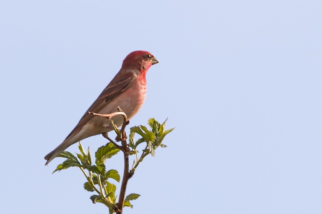 Common Rosefinch