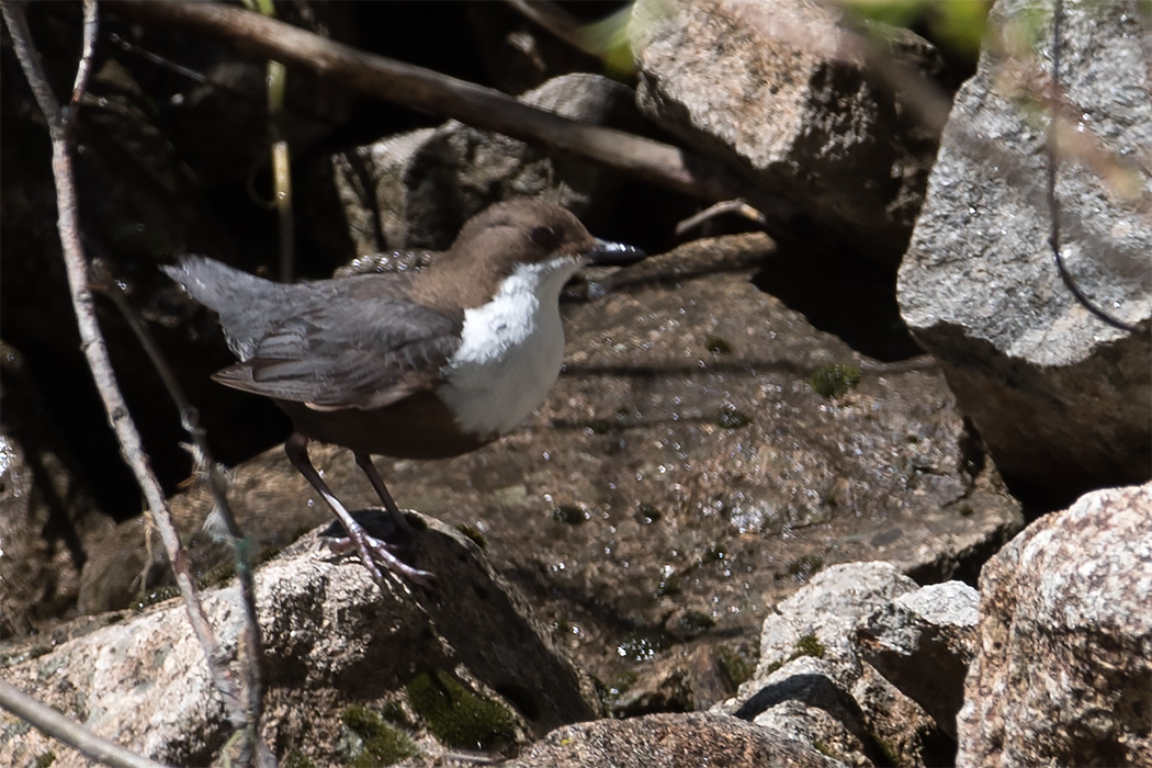 White-throated Dipper