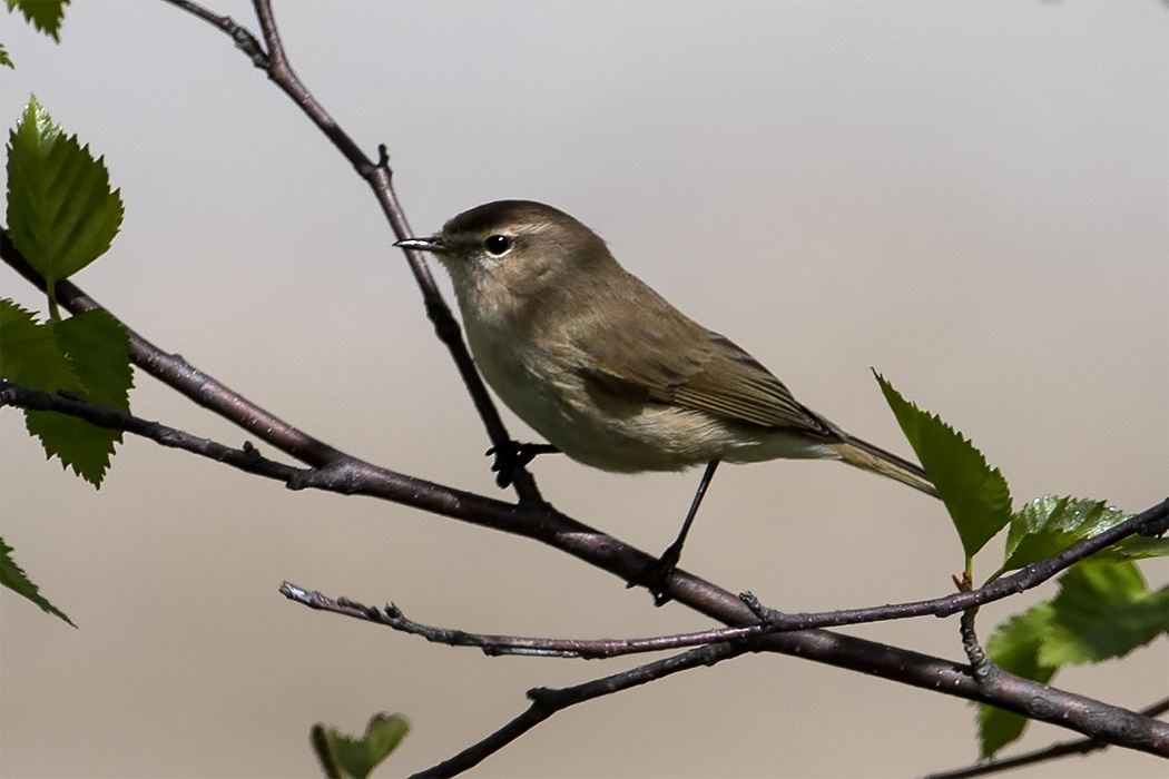 Mountain Chiffchaff
