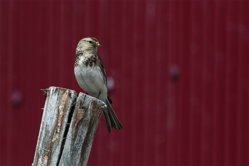 Twite