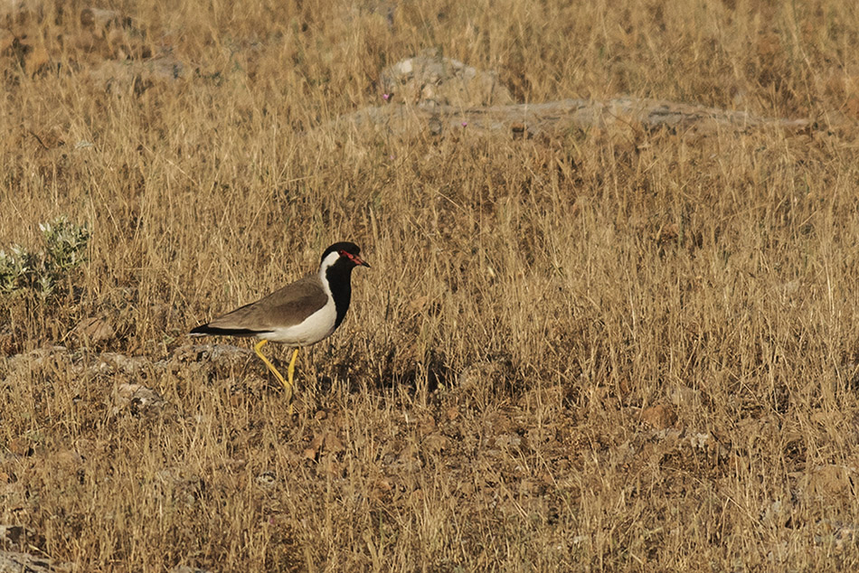 Red-wattled Lapwing