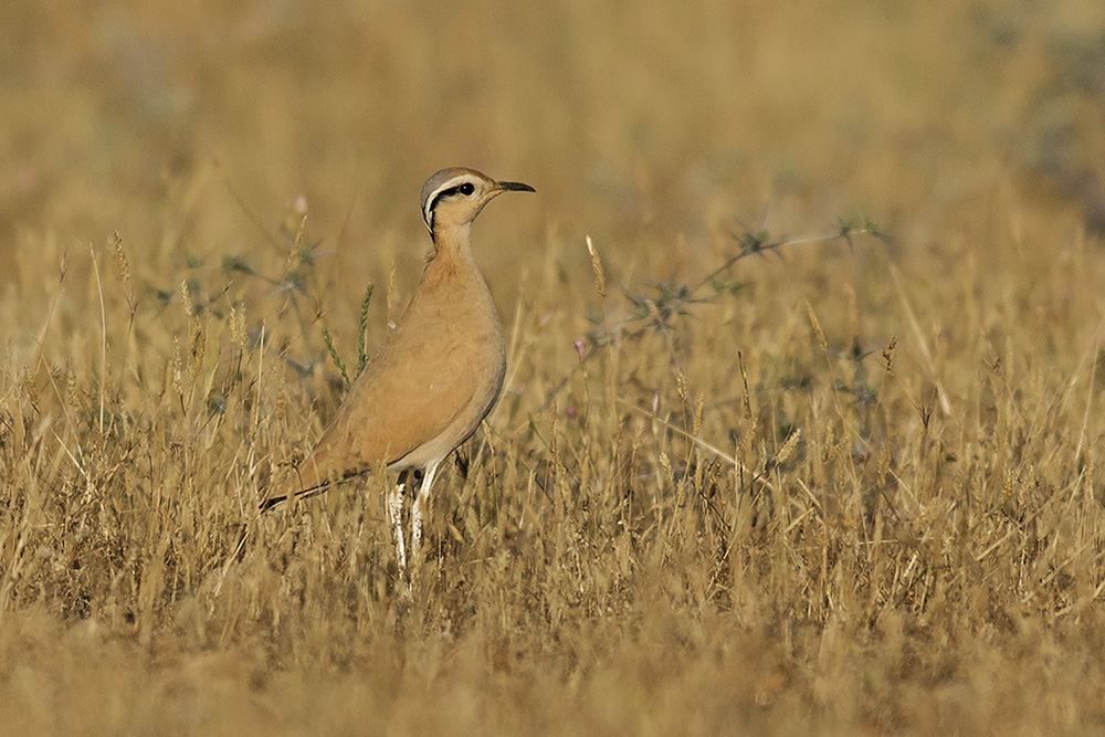 Cream-colored Courser