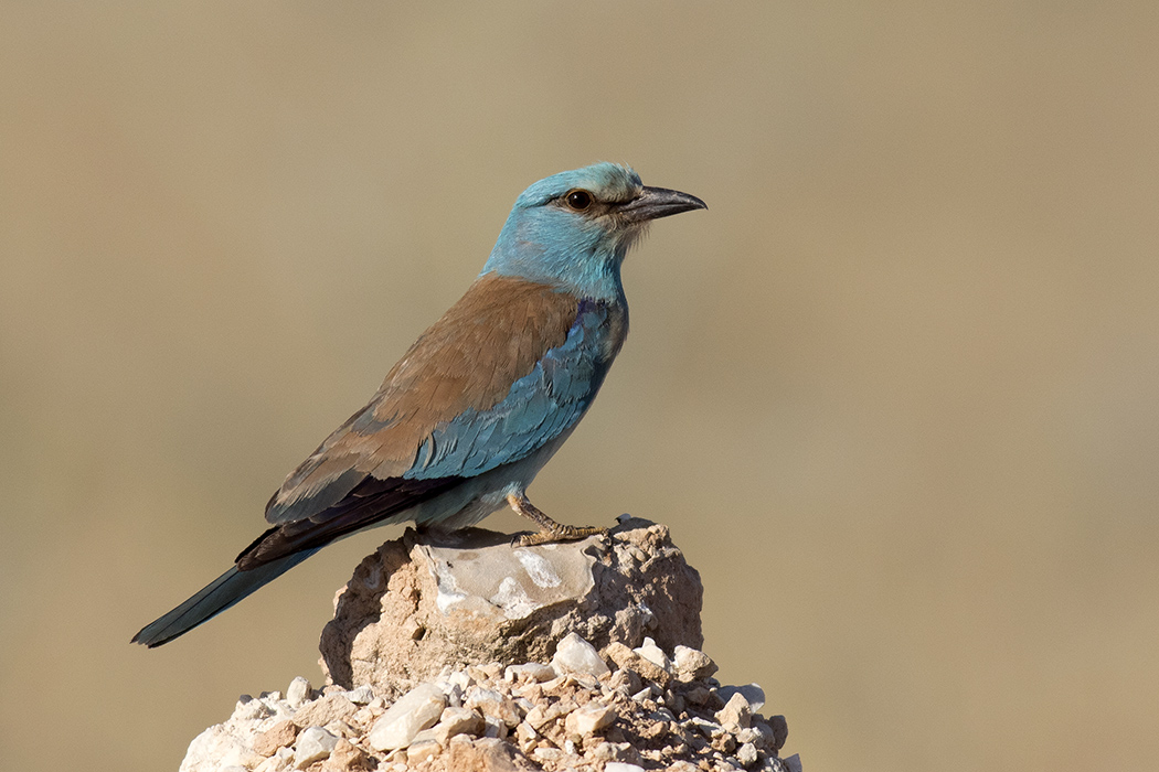 European Roller