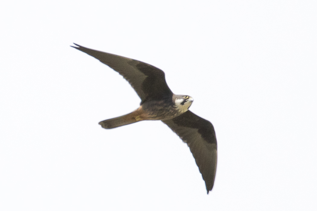 Eleonora`s Falcon