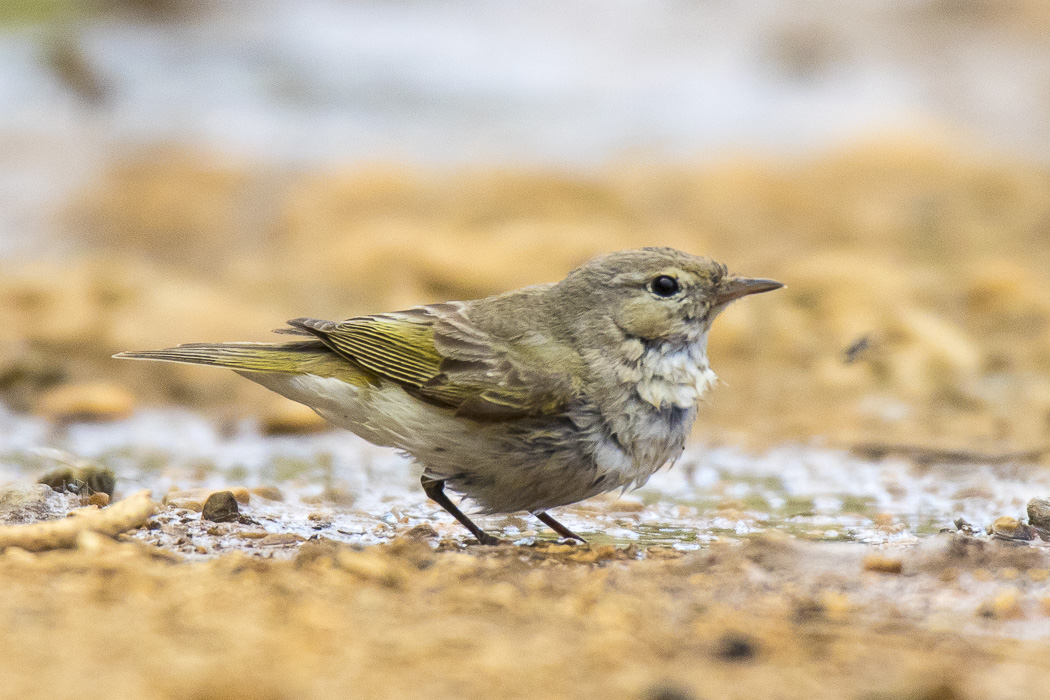 Eastern Bonelli`s Warbler