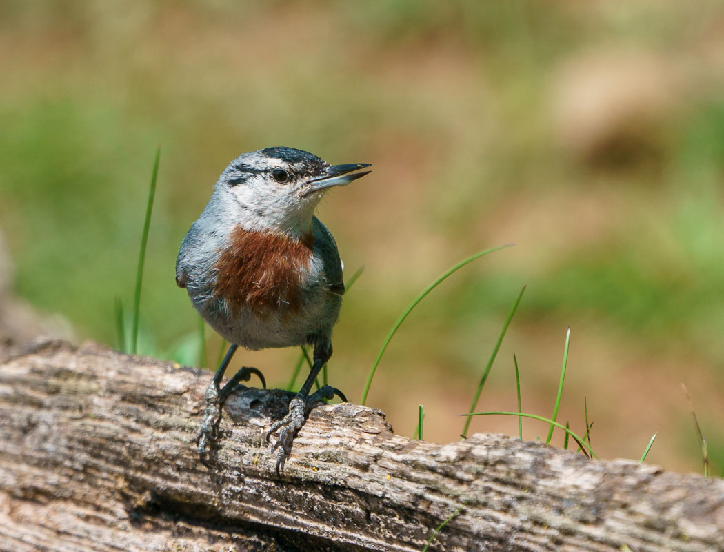 Krüper`s Nuthatch