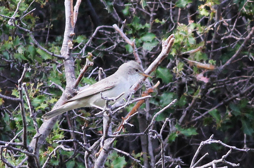 Olive-tree Warbler