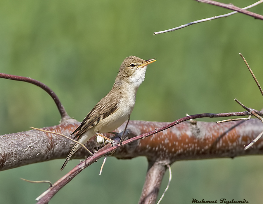 Eastern Olivaceous Warbler