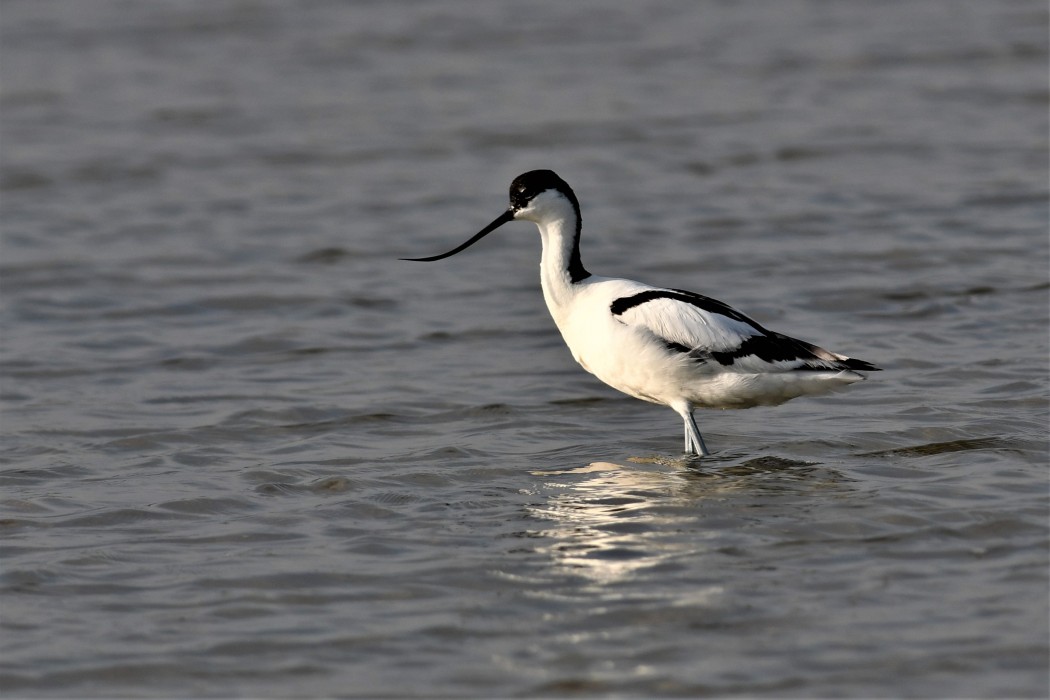 Pied Avocet