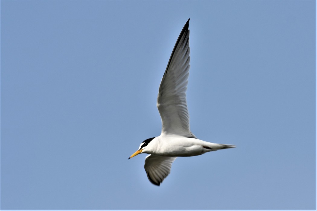 Little Tern