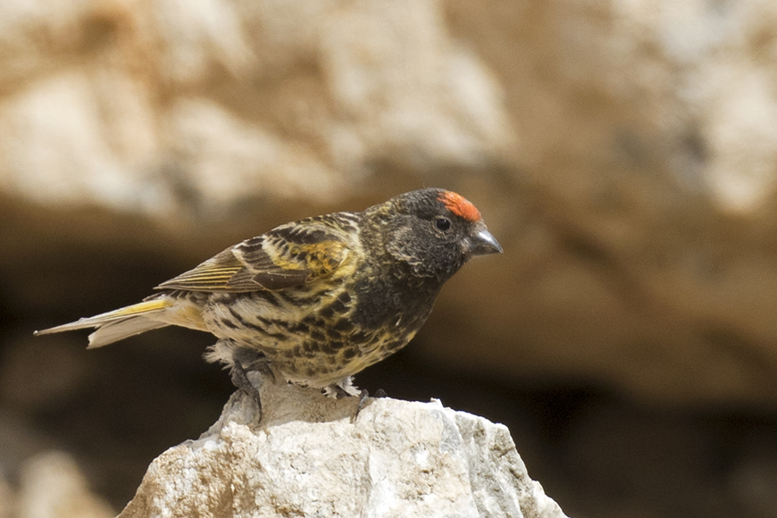 Red-fronted Serin