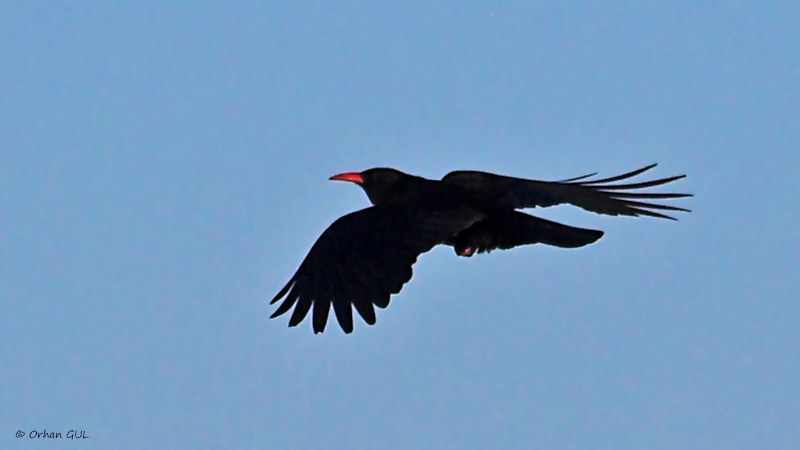 Red-billed Chough