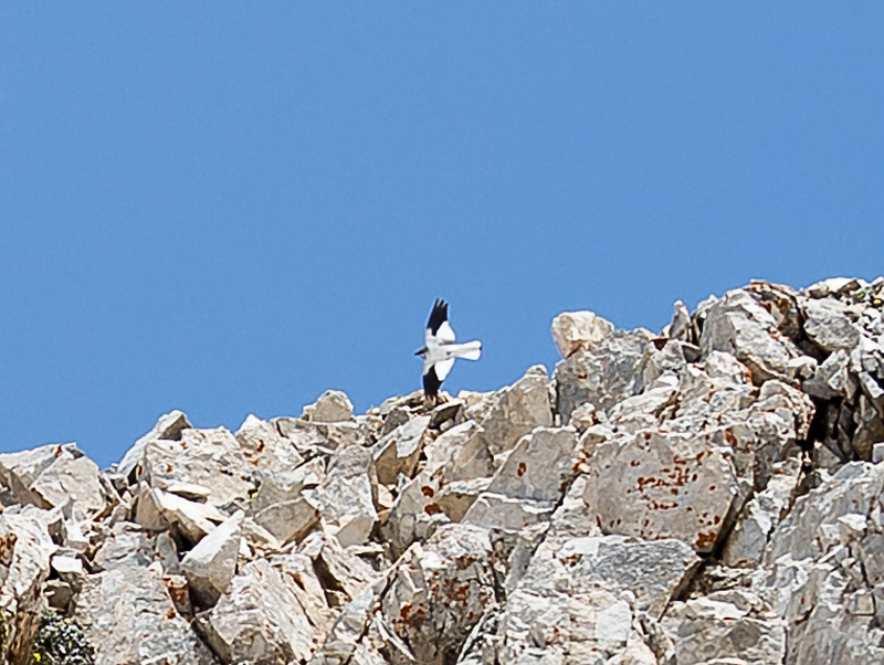 White-winged Snowfinch