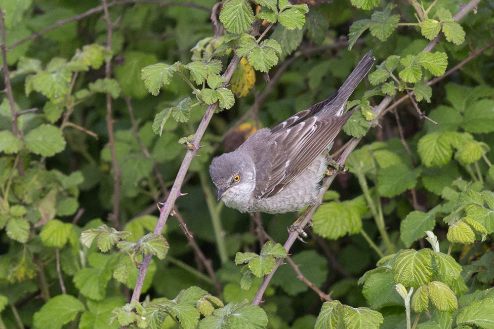 Çizgili Ötleğen