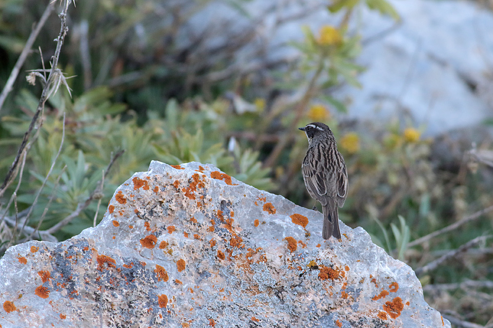 Radde`s Accentor