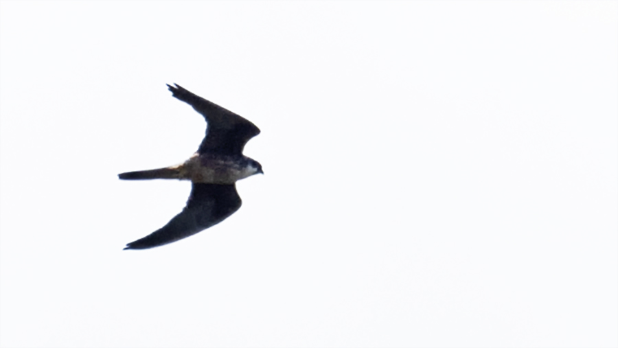 Eleonora`s Falcon