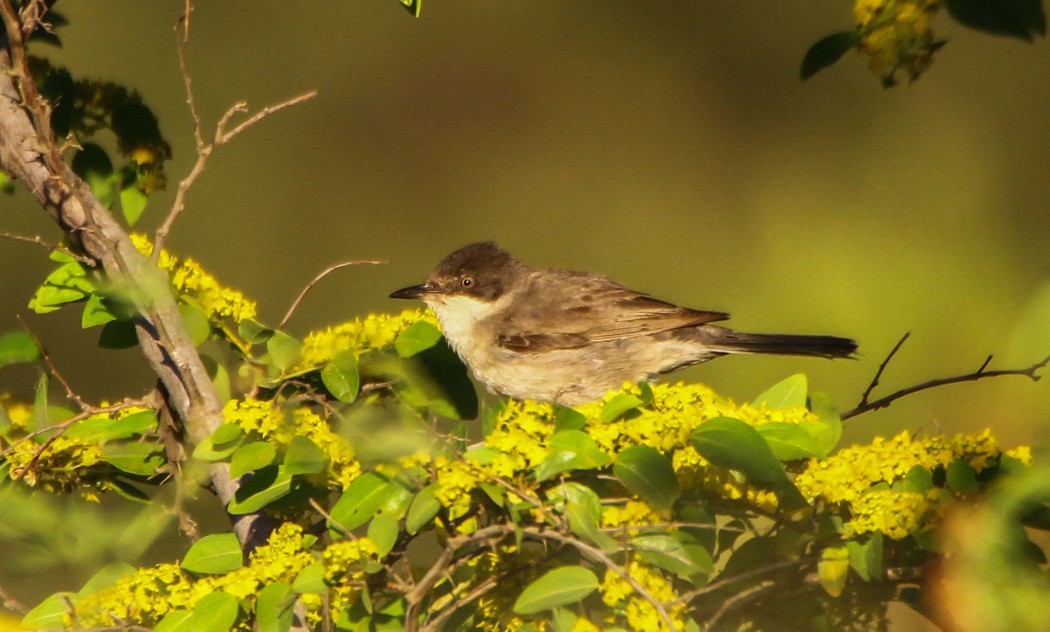 Eastern Orphean Warbler